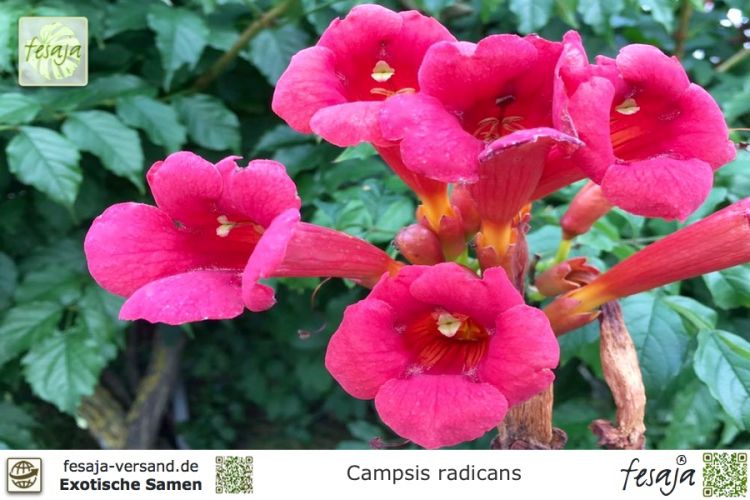 Trompetenblume rot Campsis 100 Samen Jasmintrompete Trompetenwein Kletterpflanze 