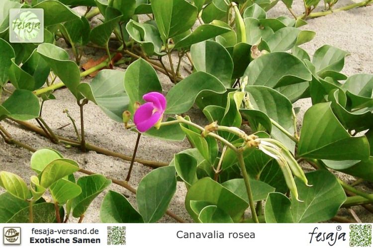 Canavalie, Canavalia rosea