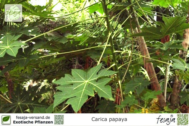 Carica papaya Pflanzen