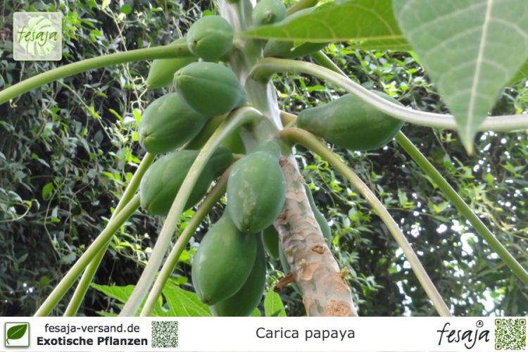 Carica papaya Pflanzen