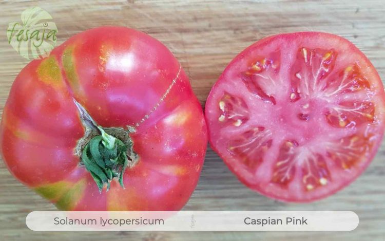 Tomate Caspian Pink
