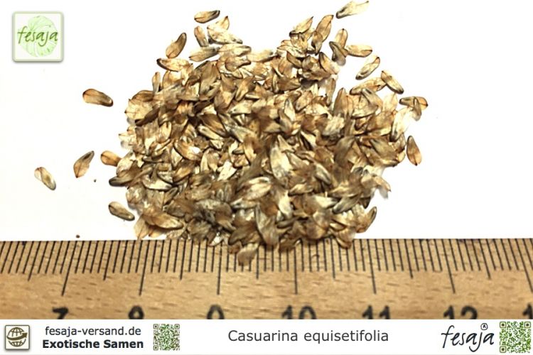 Casuarina equisetifolia Samen