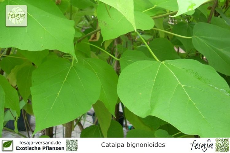 Catalpa bignonioides Pflanzen