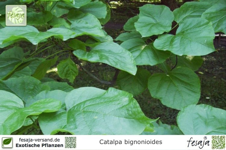 Catalpa bignonioides Pflanzen