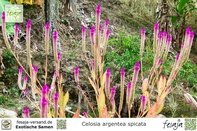 Celosia argentea