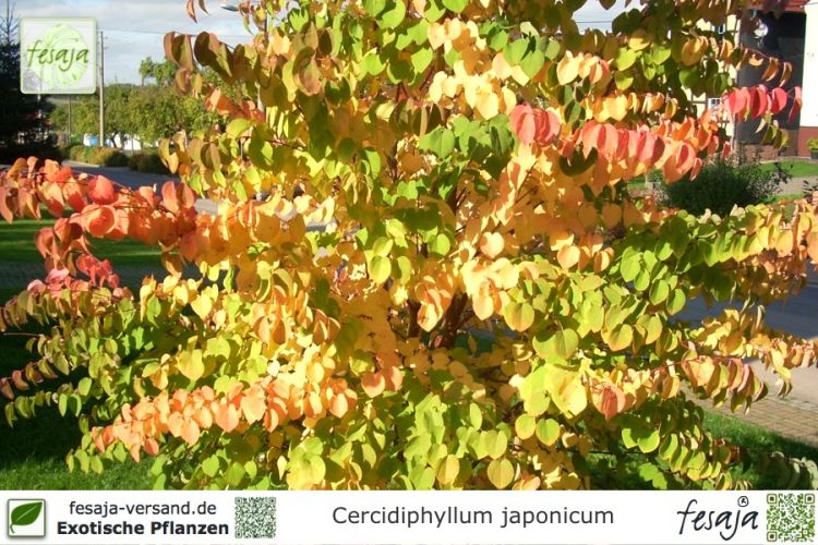 Cercidiphyllum japonicum Pflanzen