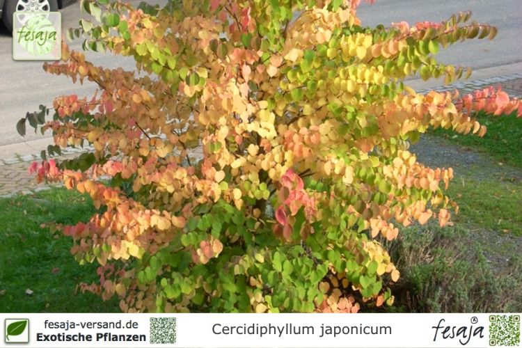 Cercidiphyllum japonicum Pflanzen