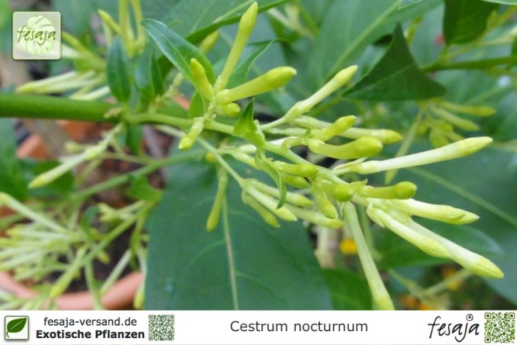 Cestrum nocturnum Pflanzen