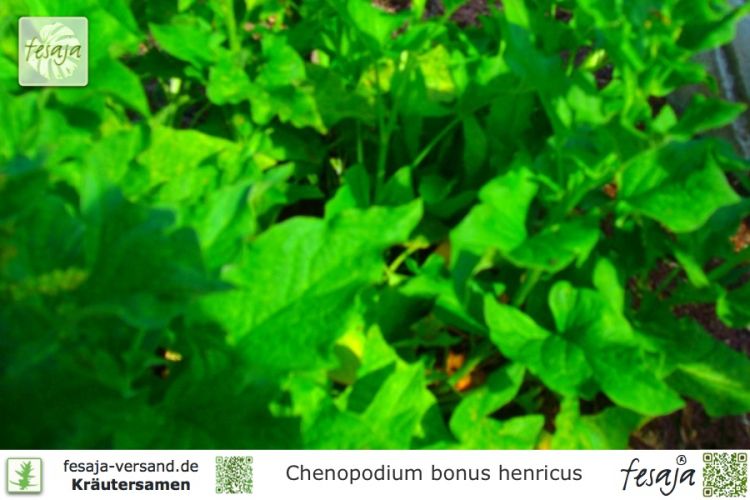 Chenopodium bonus henricus