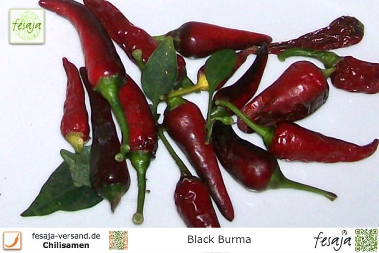 Black Burma