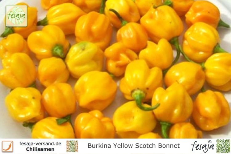 Burkina Yellow Scotch Bonnet
