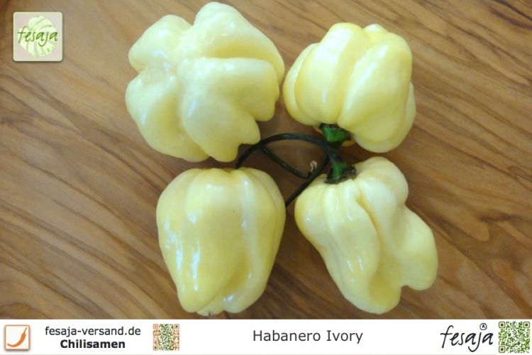 Habanero Ivory