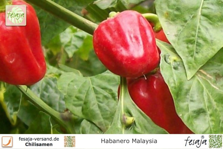 Habanero Malaysia