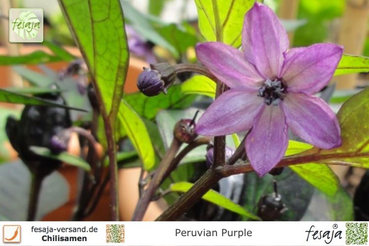 Chili Peruvian Purple