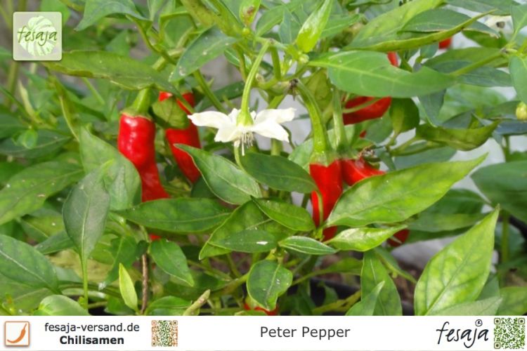 Chili Peter Pepper