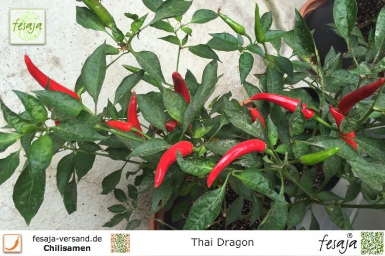 Chili Thai Dragon
