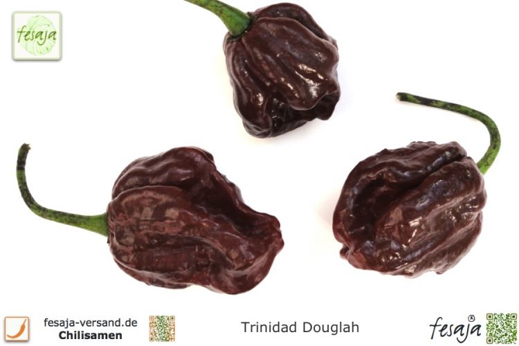 Chili Trinidad Douglah, 7 Pod Chocolate, 7 Pot Brown