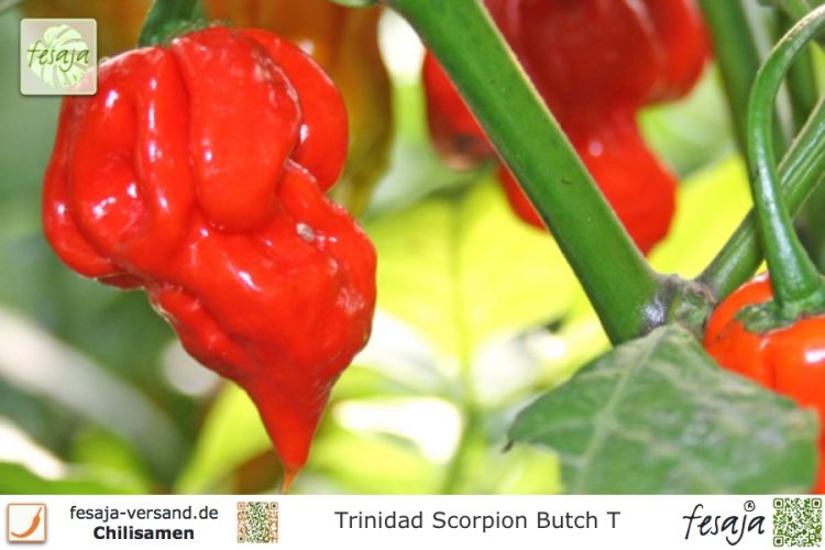 Chili Trinidad Scorpion Butch T