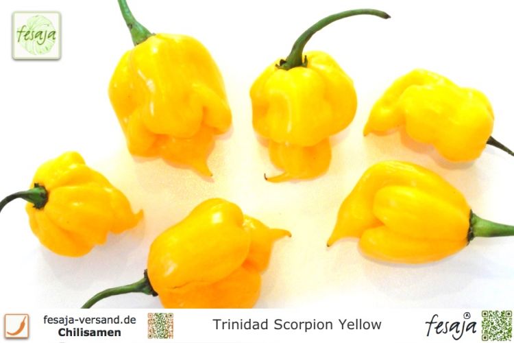 Chili Trinidad Scorpion Yellow