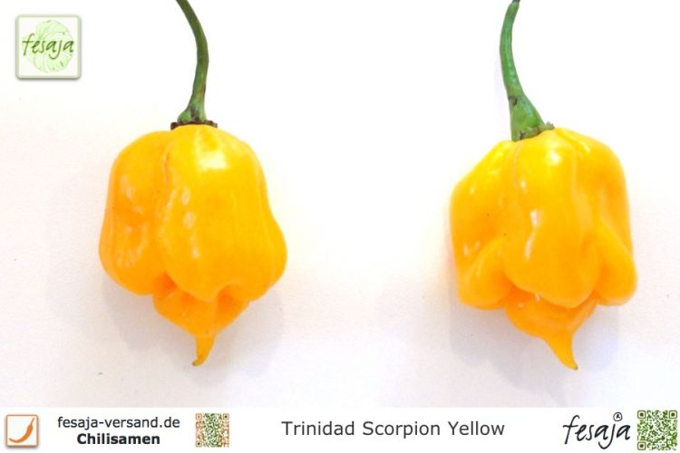 Chili Trinidad Scorpion Yellow