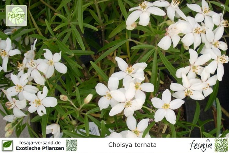 Choisya ternata Pflanzen