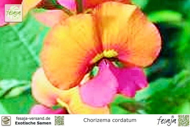 Chorizema cordatum