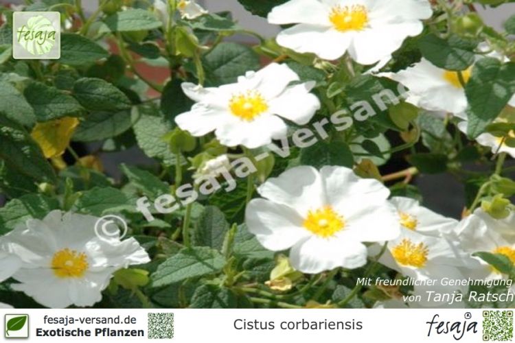 Cistus corbariensis Pflanzen