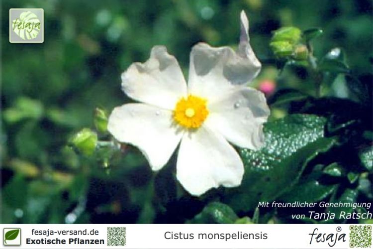 Cistus monspeliensis Pflanzen