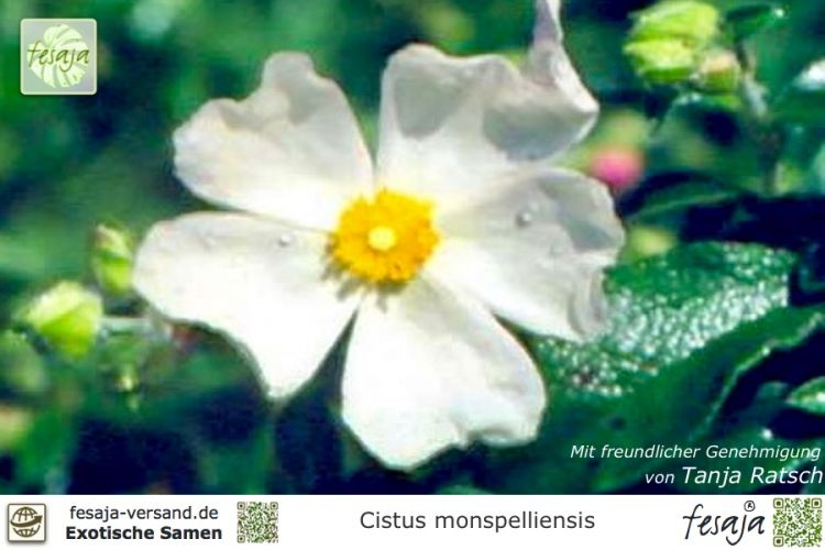 Cistus monspeliensis