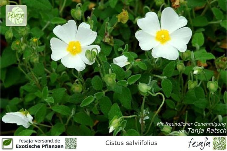 Cistus salviifolius Pflanzen