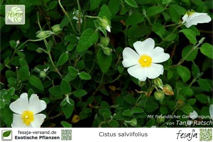 Cistus salviifolius Pflanzen