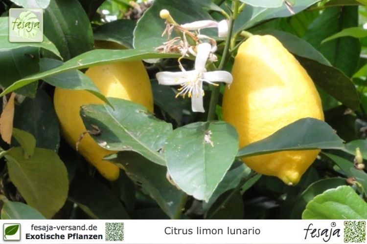 Citrus limon lunario Pflanze