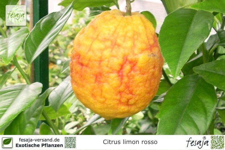 Citrus limon rosso Pflanzen