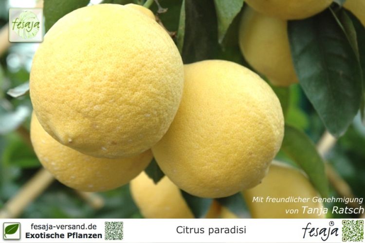 Citrus paradisi Marsh seedless Pflanzen