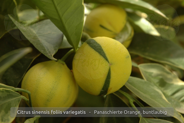 Citrus sinensis Foliis variegatis Pflanze