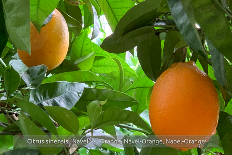 Orangen Wash. Navel 4-6er, Zitrusfrüchte, Obst frisch, Produkte