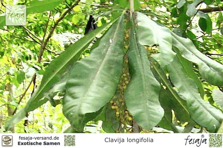 Clavija longifolia