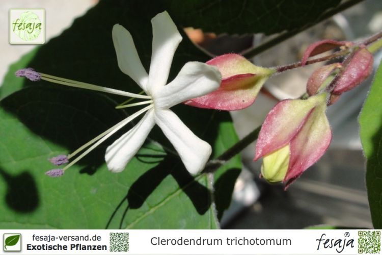 Clerodendrum trichotomum Pflanzen