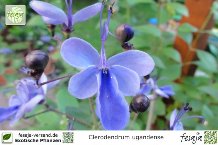 Clerodendrum ugandense Pflanzen