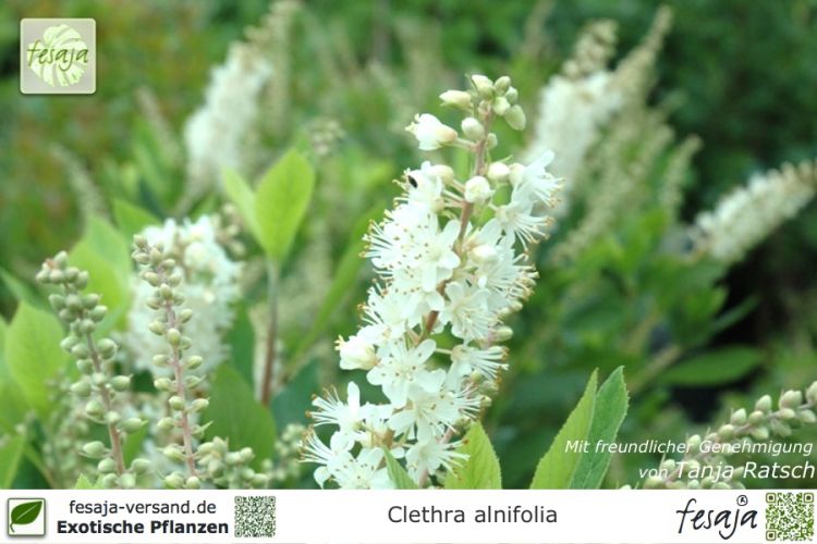 Clethra alnifolia Pflanzen