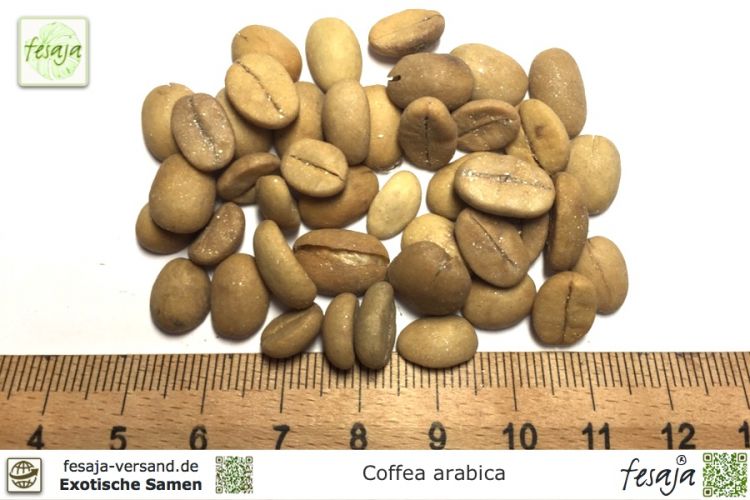 Coffea arabica Samen