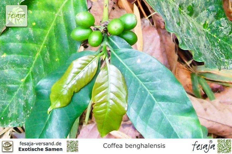 Coffea benghalensis