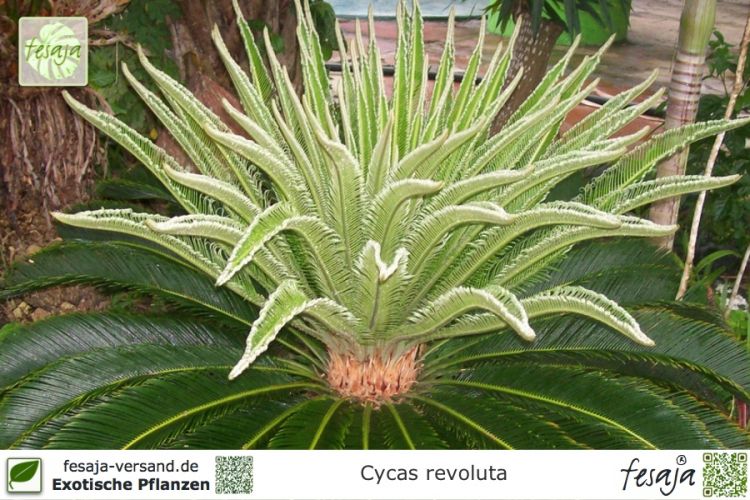 Cycas revoluta Pflanzen