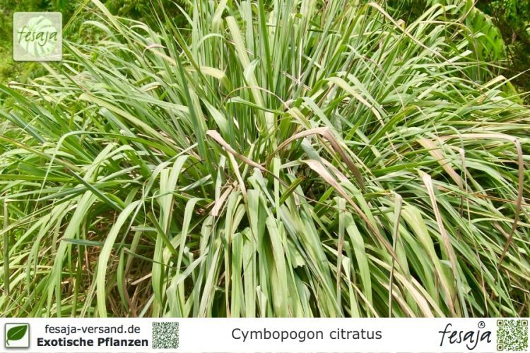 Cymbopogon citratus Pflanzen