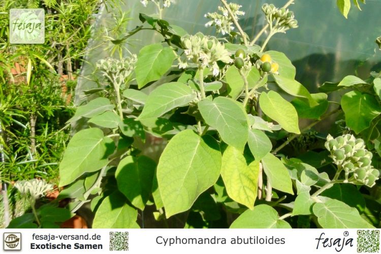 Cyphomandra abutiloides