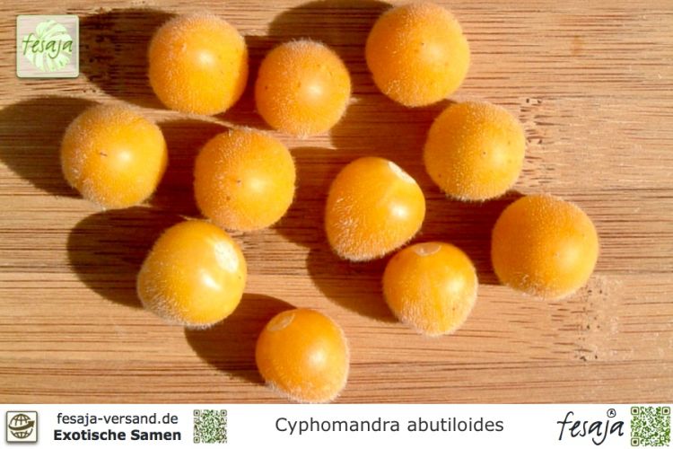 Cyphomandra abutiloides Früchte