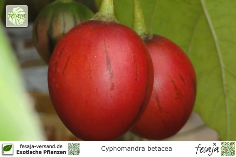 Cyphomandra betacea Pflanzen