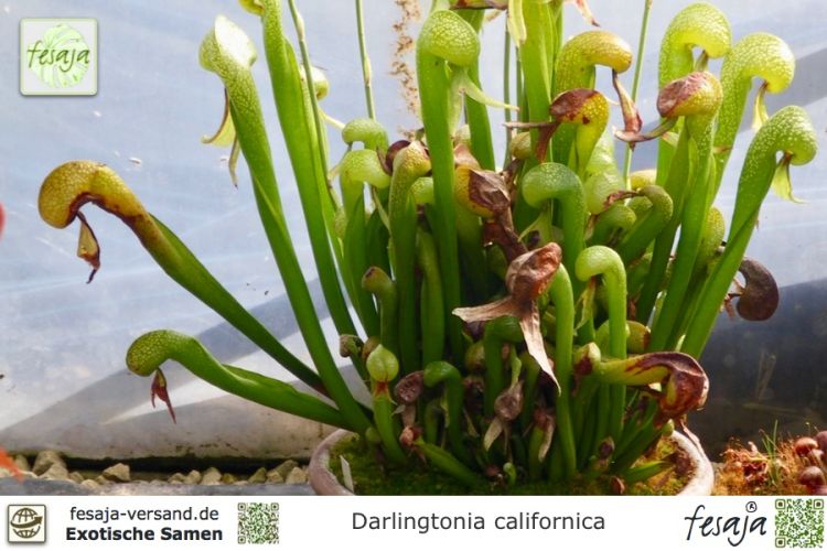 Darlingtonia californica