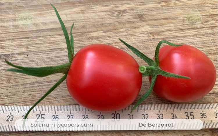 Tomate De Berao Rot