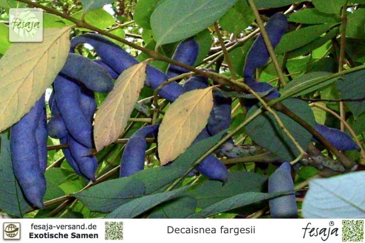 SAMEN Garten-Schönheit BLAUGURKEN-BUSCH Blau-Gurke Samenzeit gute Samen super 